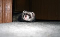 pet smells on carpet