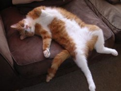 upholstery cleaning